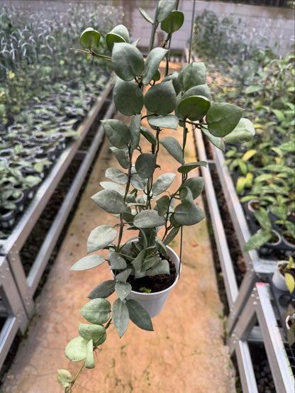 Hoya Lacunosa Kirana Seeds (Hoya lacunosa var. Kirana) – Premium Certified Rare Silvery Mint-Green Tropical Indoor Wax Plant Climbing Vine Seeds for Planting