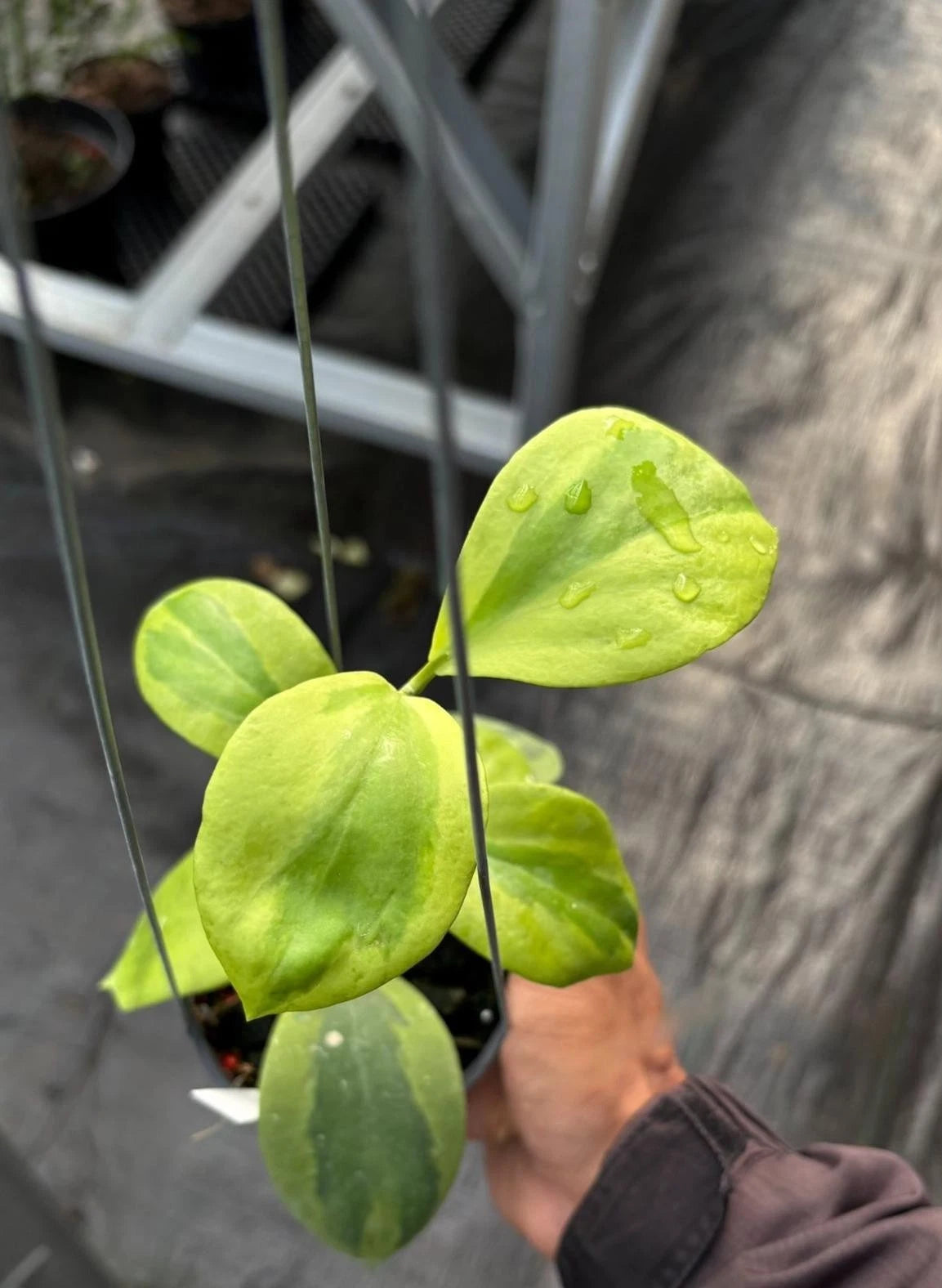 Hoya Anulata “Verdora” – Rare Tropical Indoor Outdoor Wax Plant Cutting / Starter Plant