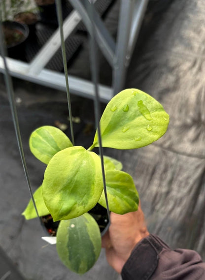 Hoya Anulata “Verdora” – Rare Tropical Indoor Outdoor Wax Plant Cutting / Starter Plant