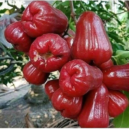 Bajang Leang Wax Apple (Jambu Bajang Leang) - Premium Grafted Fruit Tree