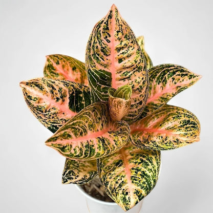 Aglaonema 'Widuri Orange' - Premium Tropical Foliage
