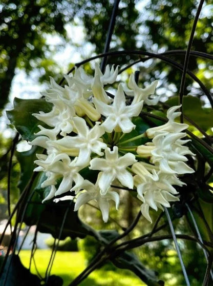 Hoya Versteegii sp Papua Rare Wax Plant | Tropical Indoor Outdoor Hoya | Exotic Collector Houseplant