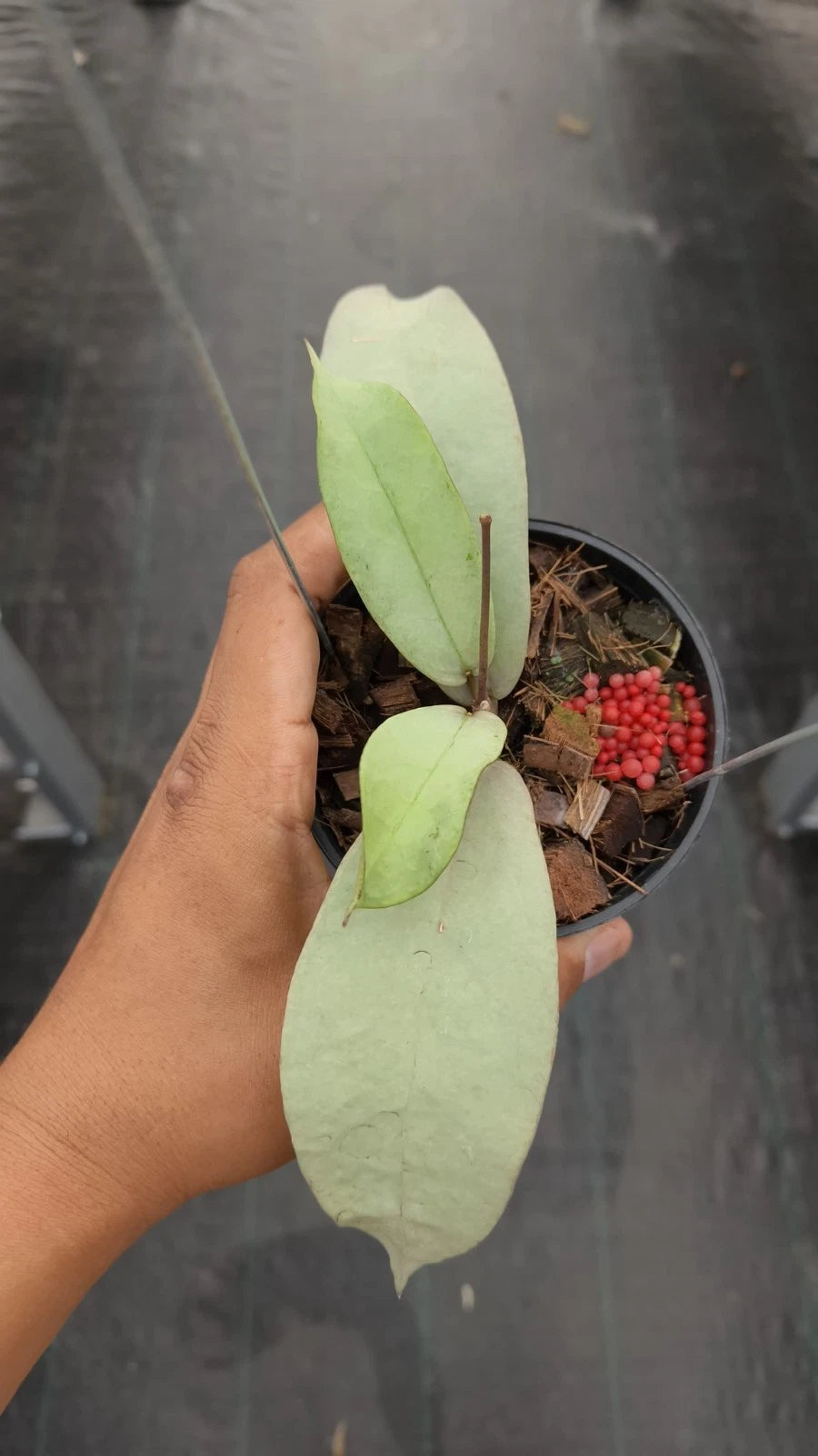 Hoya Mitrata Pearl Gold Rare Tropical Indoor Outdoor Wax Plant – Premium Certified Rare Hoya Cuttings/Seeds for Planting