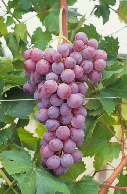 Red Globe Grape Seeds (Vitis vinifera 'Red Globe') – Premium Certified Large-Seeded Table Grape Fruit Vine Seeds for Planting