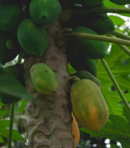 Bangkok Papaya Seeds (Carica papaya var. Bangkok) – Premium Sweet Red-Fleshed Pawpaw Fruit Seeds for Planting (150 Pcs)