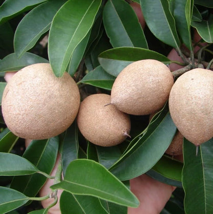Hasya Sapodilla Seeds (Manilkara zapota) – 35+ Premium Prolific Oblong Sweet Chikoo Seeds