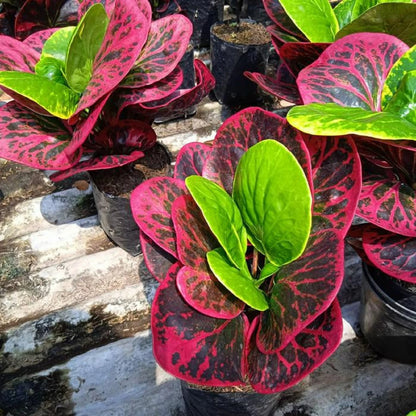 Rare Codiaeum Variegatum 'Busarin' - Premium Colorful Croton Exotic Tropical Houseplant