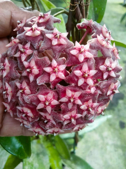 Hoya Pubicalyx - Classic & Versatile Tropical Wax Plant