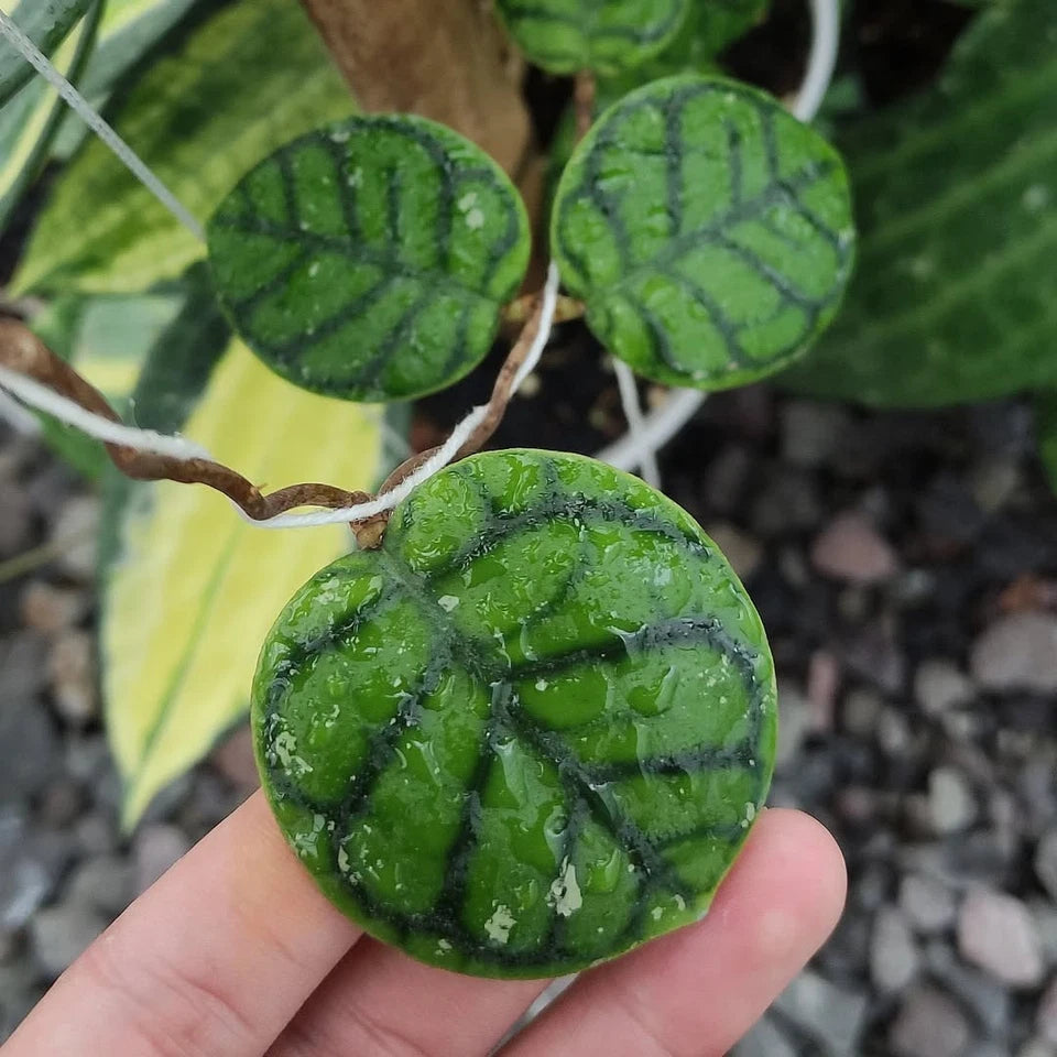 Hoya Callistophylla ‘Chibi’ | Rare Tropical Wax Plant | Indoor Outdoor Hoya | Exotic Houseplant