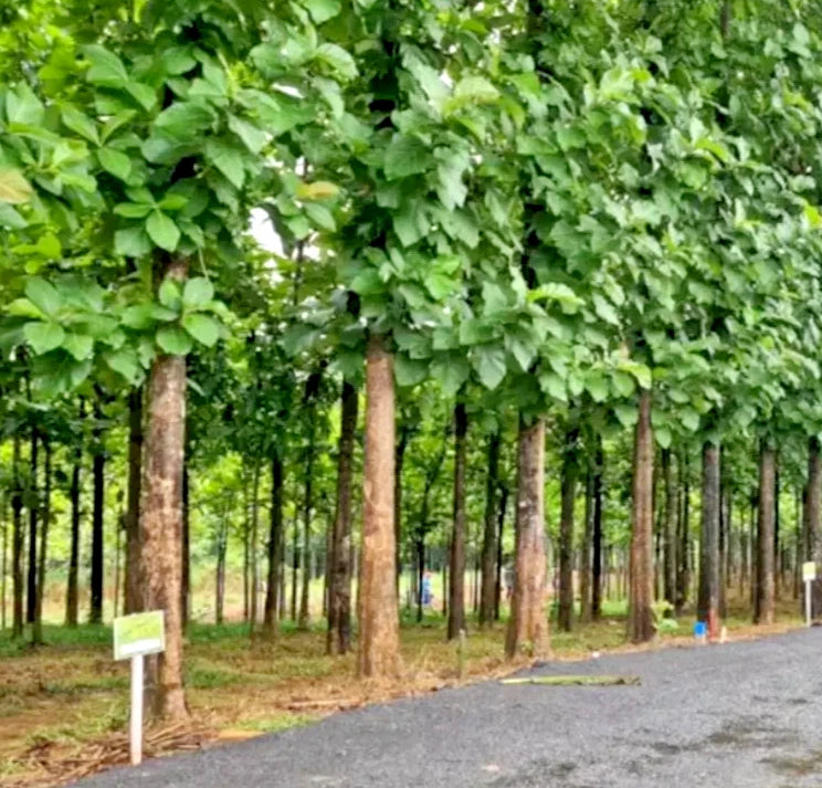 Gmelina Tree Seeds (Gmelina arborea / 100+ Fast-Growing White Teak Timber Tree Seeds) – Premium Exotic Botanical Specimen Plant Seeds for Planting