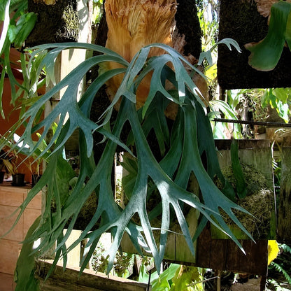 Platycerium willinckii - Elegant & Rare Staghorn Fern