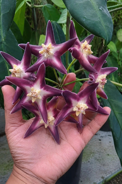 Rare Hoya Stenakei Dark SP Papua Live Plant - Exotic Dark-Flowering Wax Plant