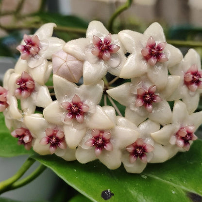 Hoya gildingii - Rare & Fragrant Tropical Wax Plant