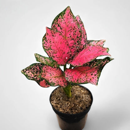 Aglaonema 'Pink Ruby' - Vibrant Tropical Houseplant
