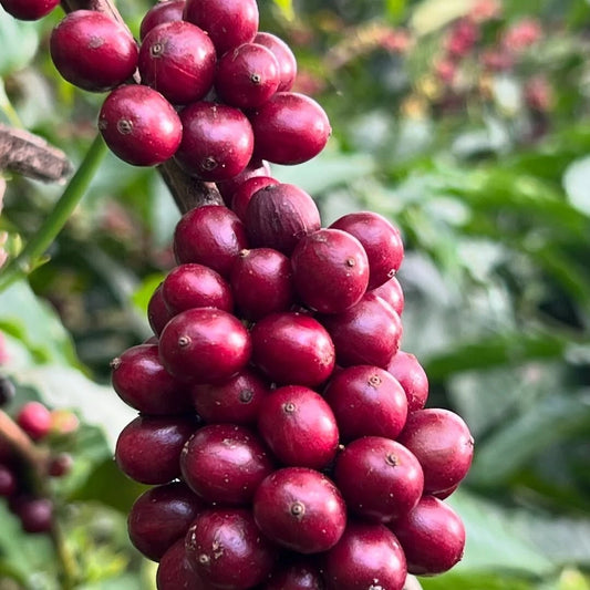 120+ Ijen Coffee Seeds (Coffea arabica var. 'Ijen') – Premium Volcanic Highland Specialty Arabica Bean Tree Seeds for Planting