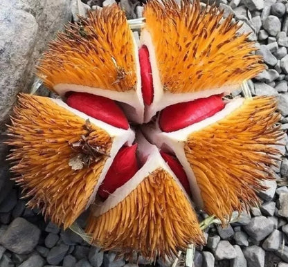 Rare Red Durian (Durio graveolens) - Premium Grafted Exotic Fruit Tree
