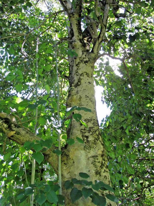 White Teak Gmelina 100+ Seeds (Gmelina arborea) – Fast-Growing Timber & Shade Tree Seeds for Planting and Cultivation