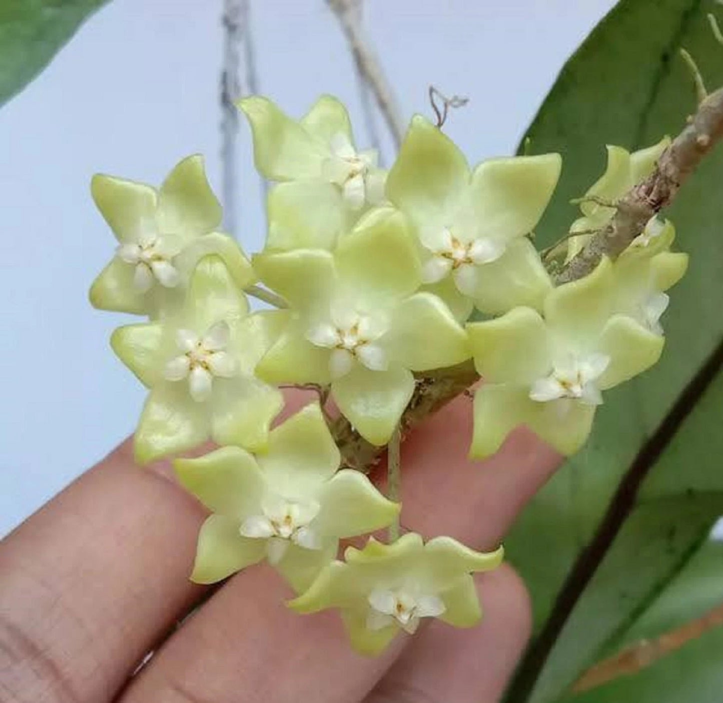 Hoya sp. 'Lampung' – Rare Exotic Tropical Wax Vine