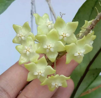 Hoya sp. 'Lampung' – Rare Exotic Tropical Wax Vine