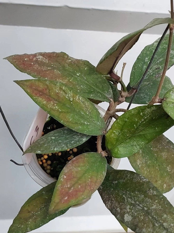 Hoya Kencana Hybrid | Vitellinoides Bengkulu × Caudata | Rare Hoya Wax Plant | Tropical Houseplant