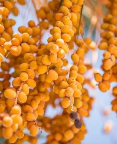 Sukkari Date Palm Seeds (Phoenix dactylifera) – 35+ Premium Royal Sweet Gold Date Seeds