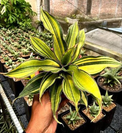 Sansevieria 'Black Rose' Variegated - Rare & Architectural Snake Plant