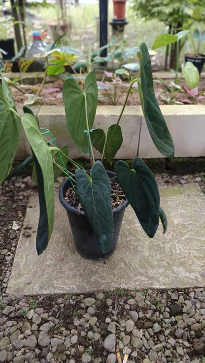 Anthurium 'Legacy' (Dark Form) – Large-Form Specimen – Rare Tropical Aroid Collector’s Masterpiece