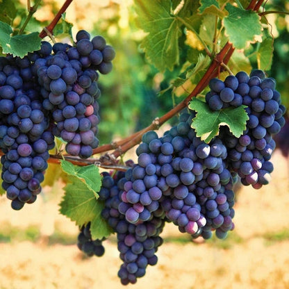 Concord Grape Seeds (Vitis labrusca) – 100 Pcs Premium Classic Deep Purple Table & Juice Grape Seeds