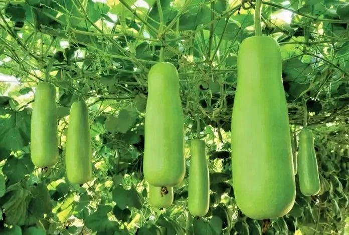 Water Gourd Seeds (Lagenaria siceraria) – 1,000+ Premium Seeds for Planting