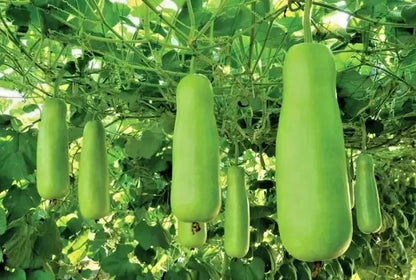 Water Gourd Seeds (Lagenaria siceraria) – 1,000+ Premium Seeds for Planting