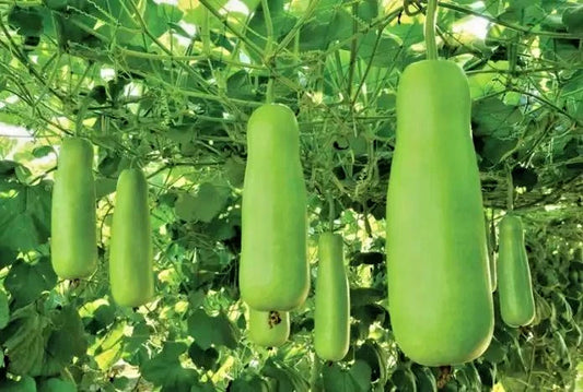 Water Gourd Seeds (Lagenaria siceraria) – 1,000+ Premium Seeds for Planting