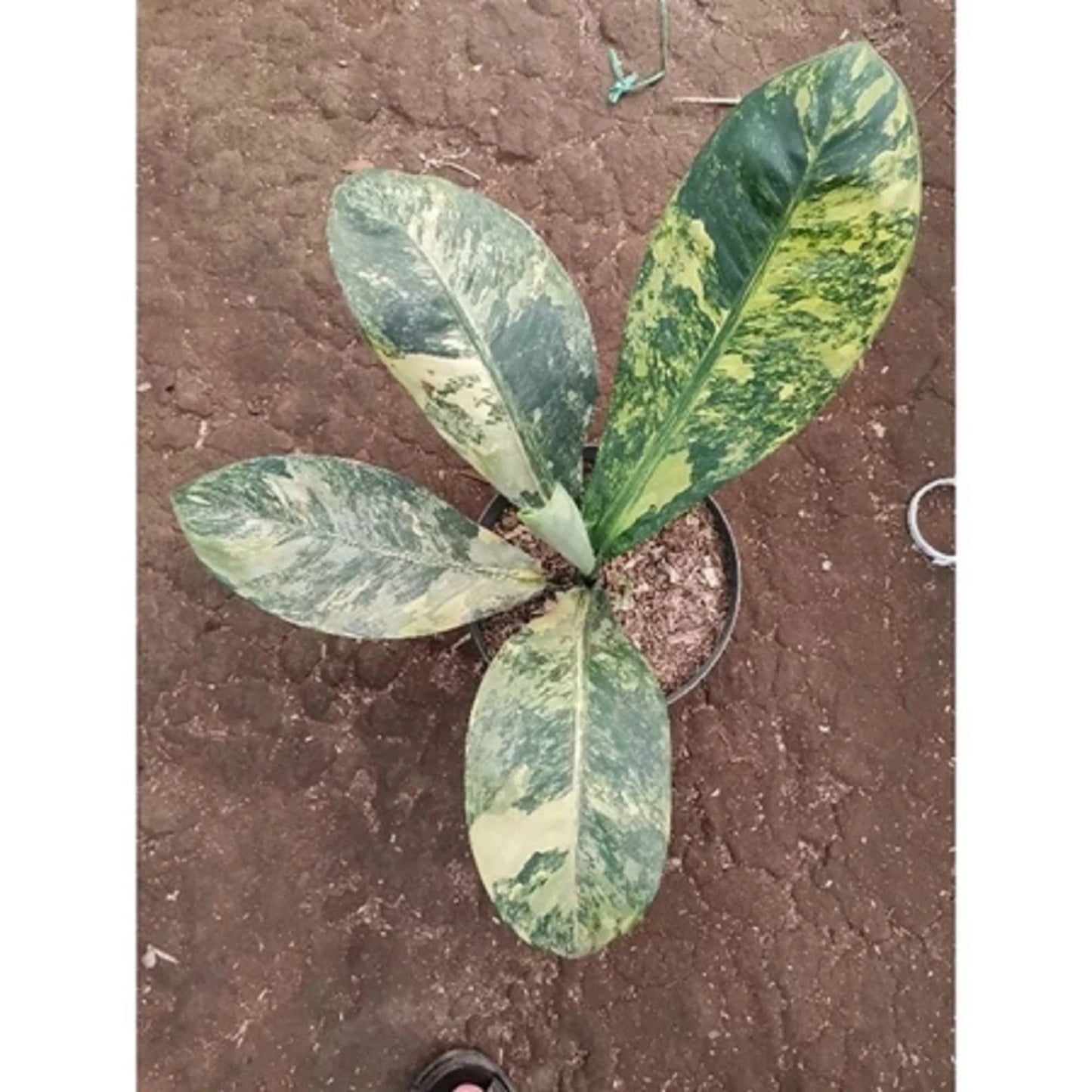 Dieffenbachia 'Big Ben' Variegated – Rare Tropical Statement Plant