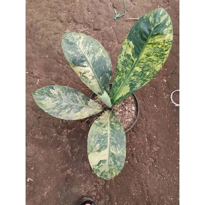 Dieffenbachia 'Big Ben' Variegated – Rare Tropical Statement Plant