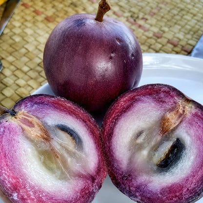Purple Star Apple (Chrysophyllum cainito) - Premium Grafted Exotic Fruit Tree