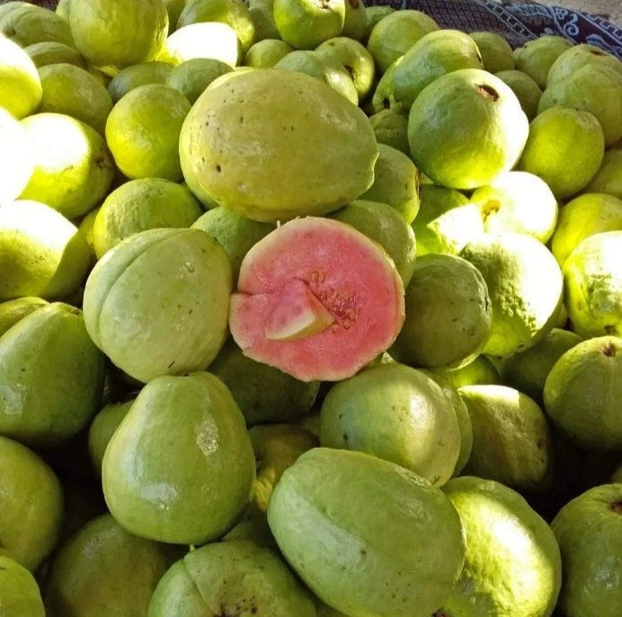 Superior Red Guava Seeds (Psidium guajava 'Superior Red') – 250+ Premium Fresh High-Yield Sweet Pink Guava Seeds
