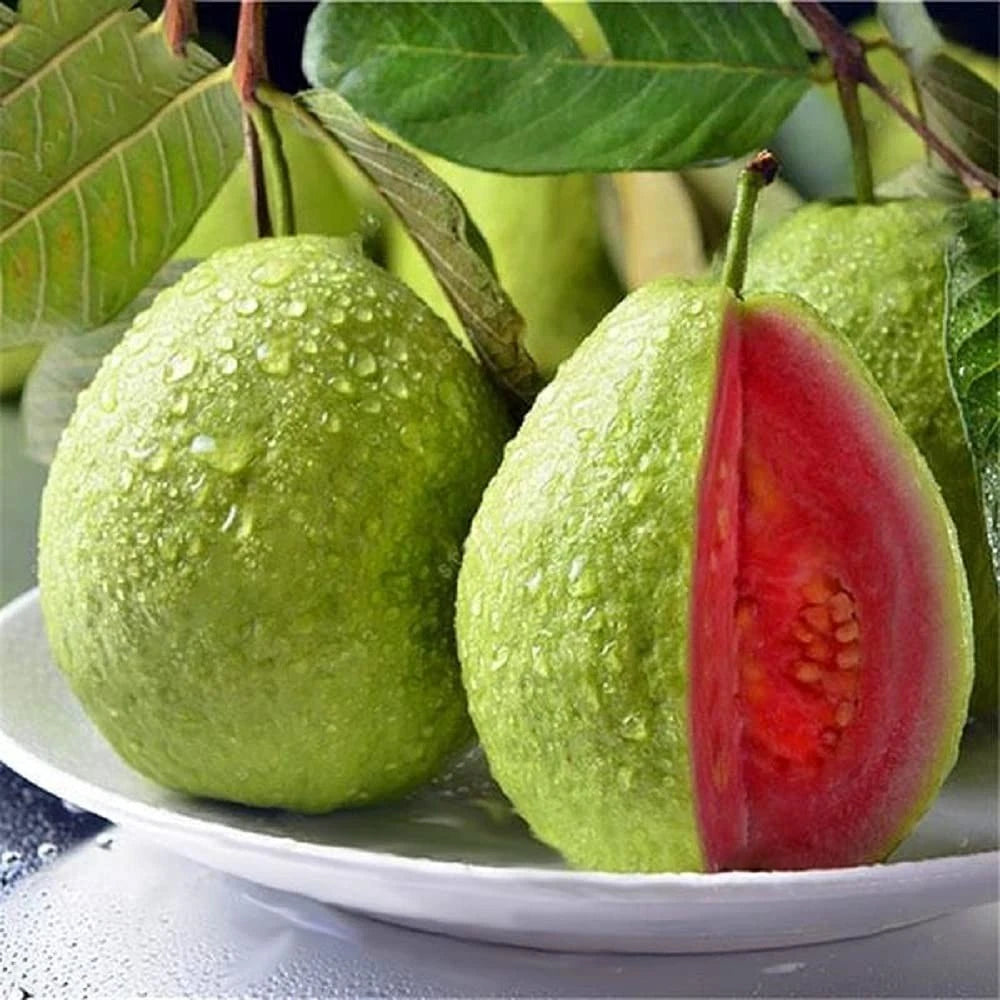 Taiwan Pink Guava Seeds (Psidium guajava) – 250+ Premium Sweet Salmon-Pink Tropical Guava Seeds