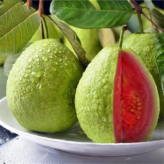 Taiwan Pink Guava Seeds (Psidium guajava) – 250+ Premium Sweet Salmon-Pink Tropical Guava Seeds
