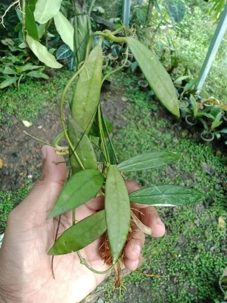Dischidia acutifolia – Rare Exotic Tropical Epiphyte