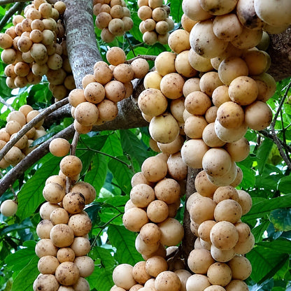 Grafted Matesih Duku Fruit Tree - Premium Sweet Tropical Fruit Plant