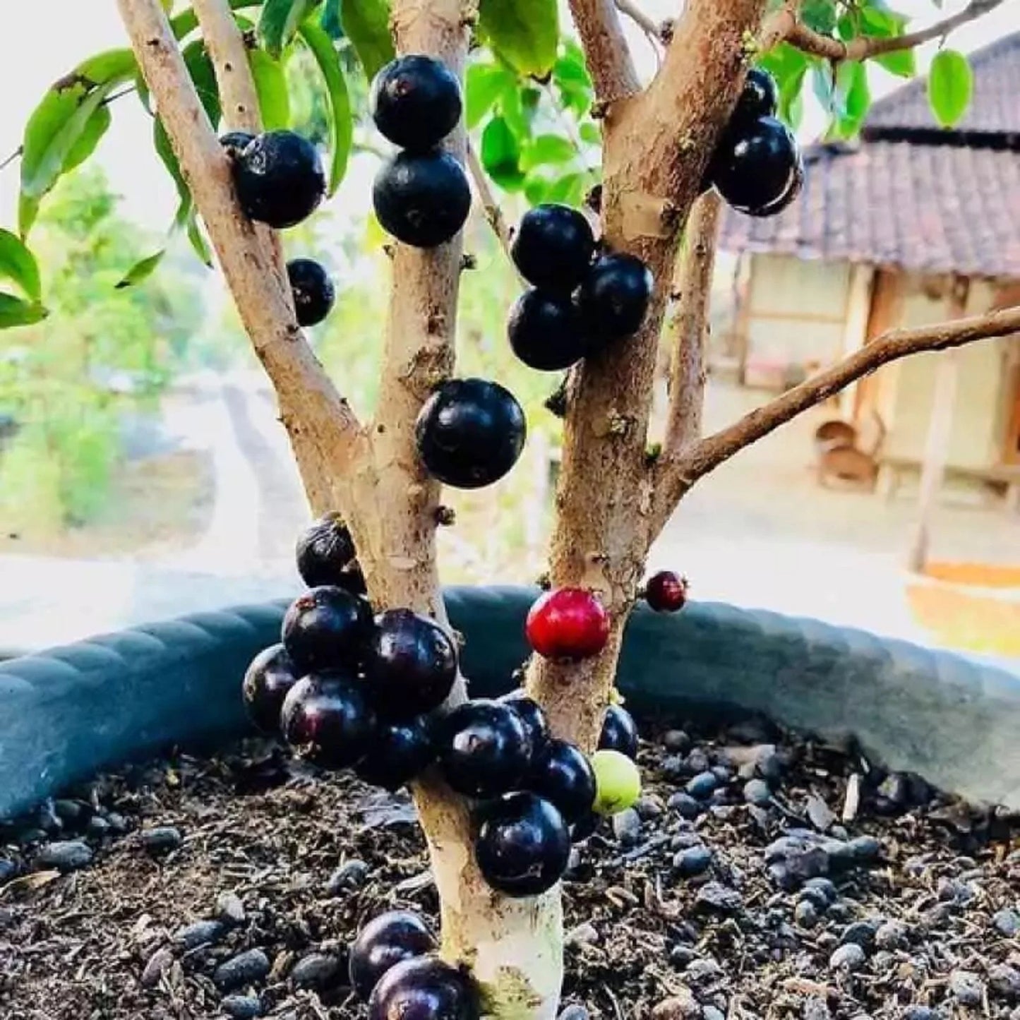 Jaboticaba Preco - Fast-Fruiting Brazilian Grape Tree (Grafted)