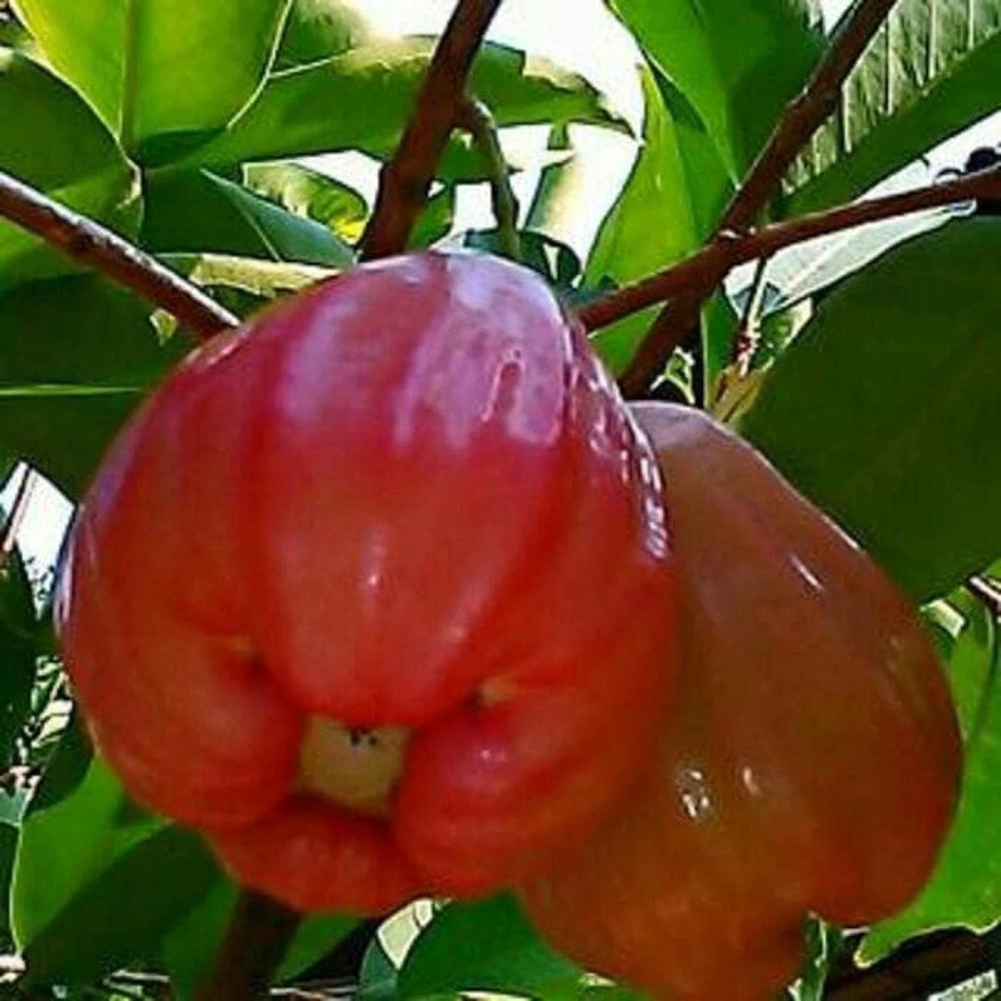 Grafted Thai Red Water Apple Tree - Premium Fast-Fruiting Tropical Fruit Plant