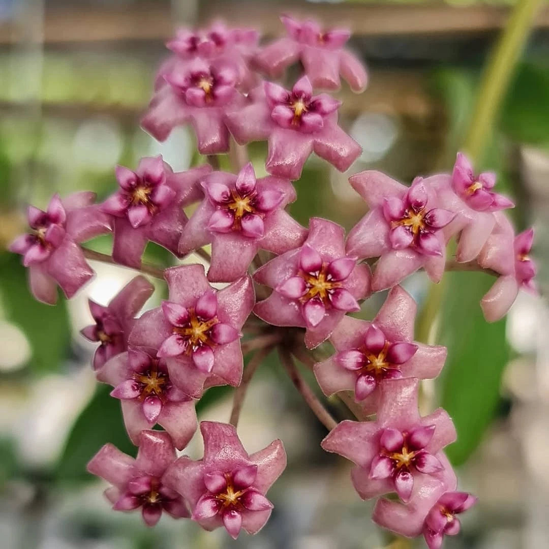 Hoya Haiphong - Rare & Exotic Tropical Wax Plant