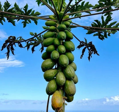 Extra Sweet Formosa Papaya Seeds (Carica papaya) – Giant Tropical Fruit Seeds for Planting