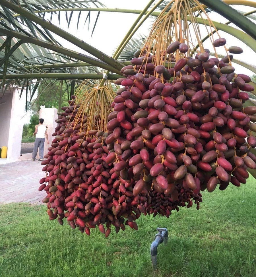 Sayer Sa'ir Date Palm (Phoenix dactylifera) – 35+ Premium Sweet Date Seeds