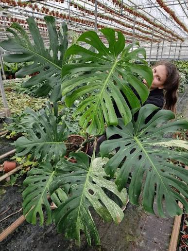 Monstera Jungle Mint Variegated Specimen – Big Size Mature Established Rare Aroid (Real Picture Verified)