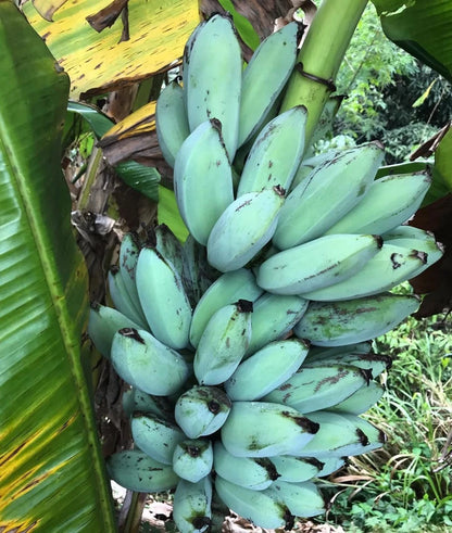 20+ Blue Java Banana Seeds (Musa acuminata × balbisiana) | Ice Cream Banana | Exotic Tropical Fruit Plant