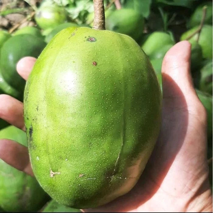Jumbo Ambarella (Kedondong Jumbo) Seedling – Fast-Growing Tropical Fruit Tree