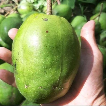 Jumbo Ambarella (Kedondong Jumbo) Seedling – Fast-Growing Tropical Fruit Tree