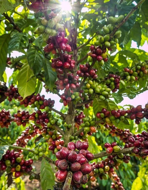 Excelsa Coffee Seeds (Coffea liberica var. excelsa / 300+ Rare Highland Tree Coffee Seeds) – Premium Gourmet Specialty Coffee Plant Seeds for Planting