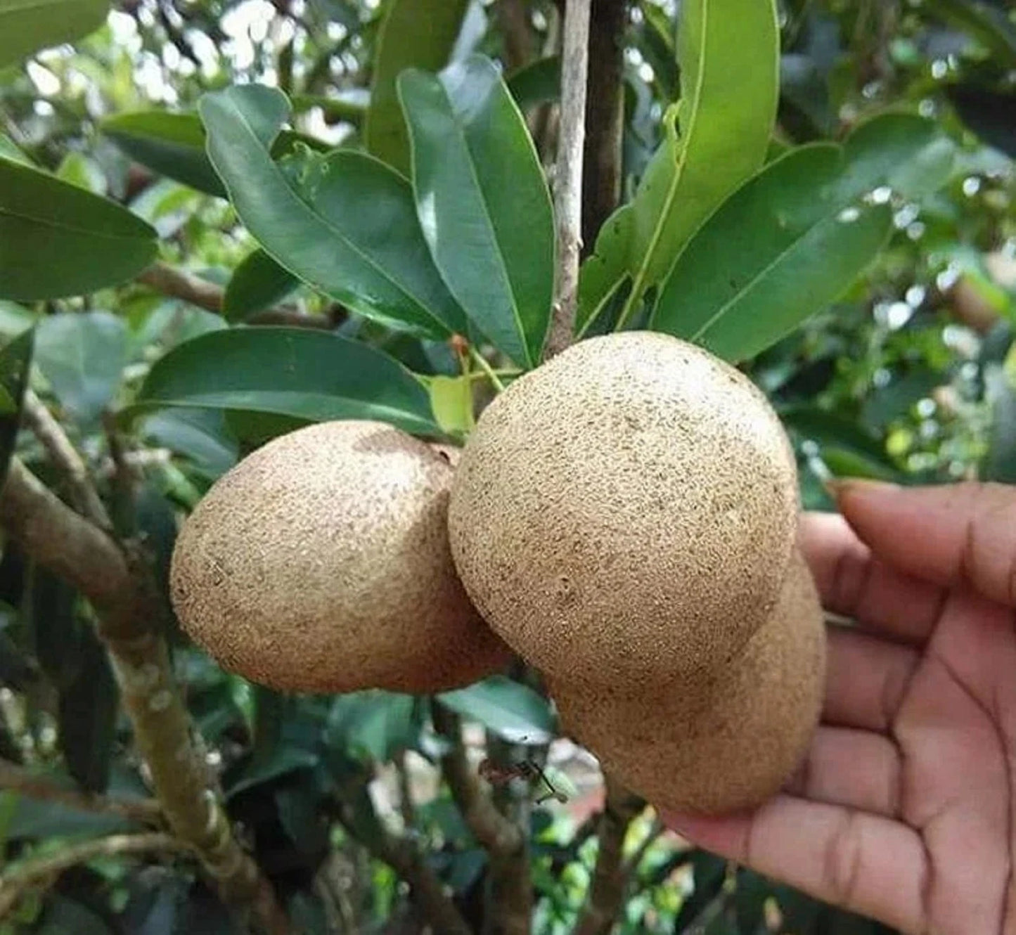 Grafted Sedan Sapodilla Tree - Sweet & Productive Tropical Fruit
